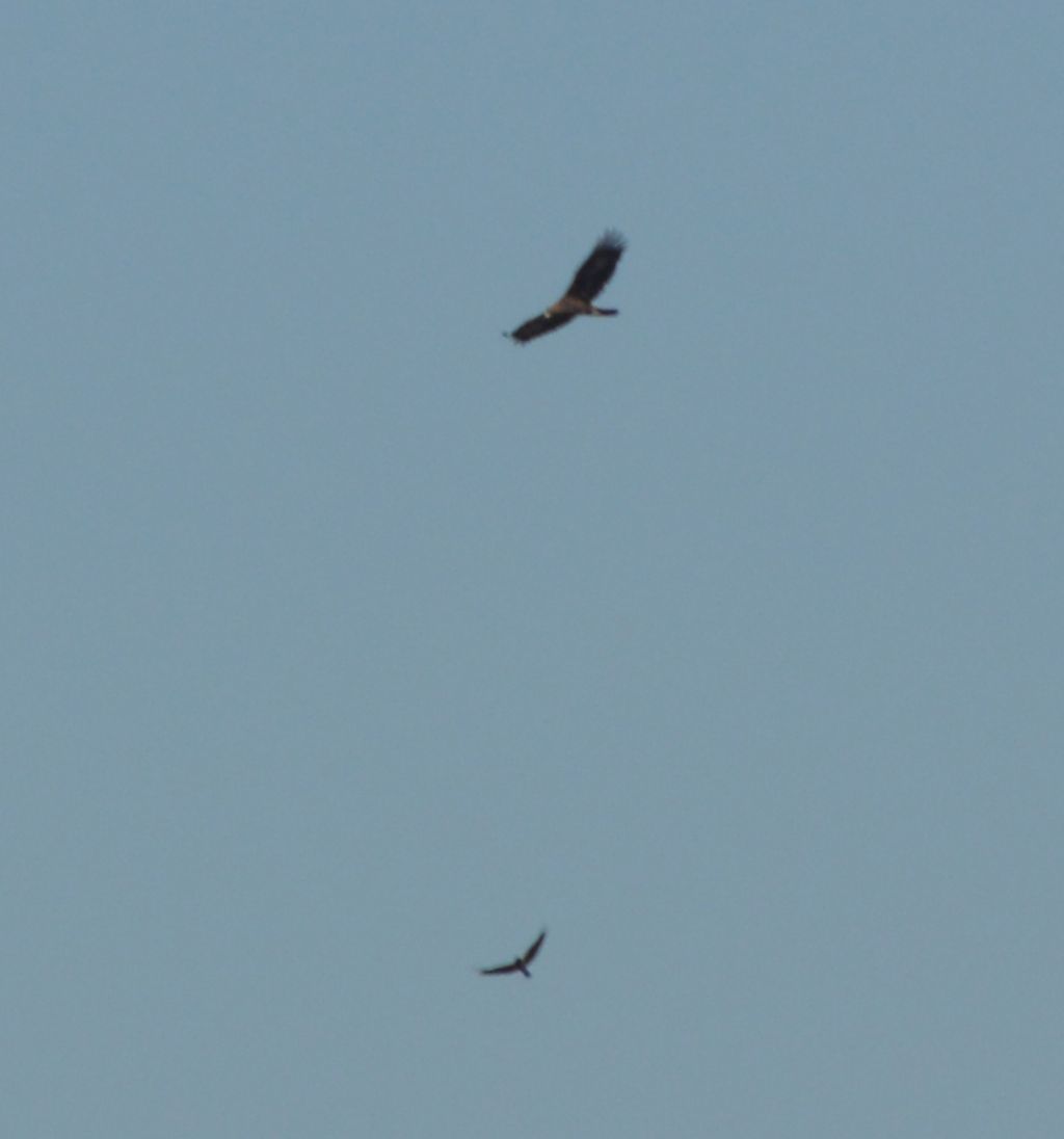Aquila Reale?